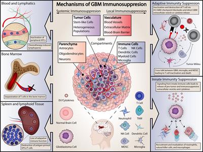 Frontiers | Immunosuppression In Glioblastoma: Current Understanding ...